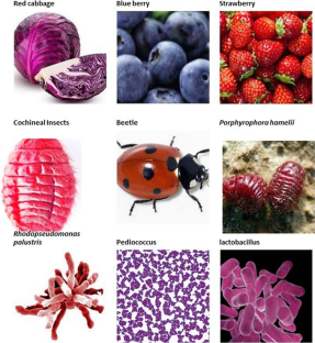 Exploring sources, extraction techniques and food applications: a review on biocolors as next-generation colorants