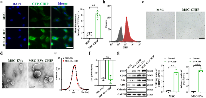 Engineered extracellular vesicle-encapsulated CHIP as novel nanotherapeutics for treatment of renal fibrosis