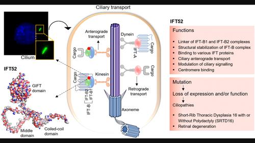 The emerging functions of intraflagellar transport 52 in ciliary transport and ciliopathies