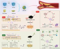 Targeted delivery of rosuvastatin enhances treatment of HHcy-induced atherosclerosis using macrophage membrane-coated nanoparticles