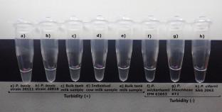 Development of Loop-Mediated Isothermal Amplification for the Detection of Prototheca bovis Directly from Milk Samples of Dairy Cattle