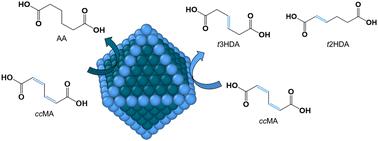Structure sensitivity of the electrochemical hydrogenation of cis,cis-muconic acid to hexenedioic acid and adipic acid†