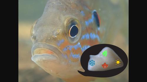 Adaptive divergence of seasonal heart plasticity between Canadian and Spanish pumpkinseed sunfish populations