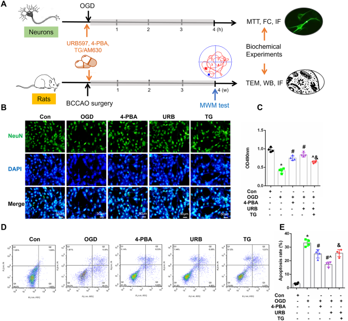 Alleviating CB2-Dependent ER Stress and Mitochondrial Dysfunction Improves Chronic Cerebral Hypoperfusion-Induced Cognitive Impairment.