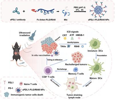 A tumor-targeting nano-adjuvant for in situ vaccine based on ultrasound therapy