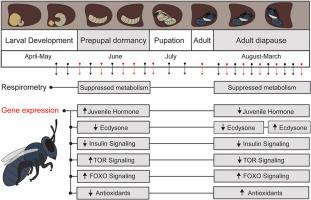 Metabolic and transcriptomic characterization of summer and winter dormancy in the solitary bee, Osmia lignaria