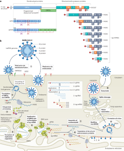 SARS-CoV-2 biology and host interactions