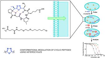 Cell penetration of oxadiazole-containing macrocycles†