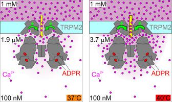 TRPM2 - An adjustable thermostat