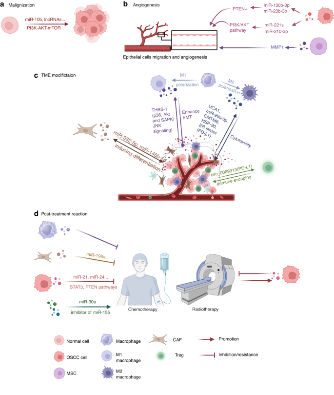 Emerging roles of exosomes in oral diseases progression.