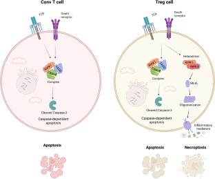 Not to be and how not to be: the questions of Tregs controlled by RIPK1