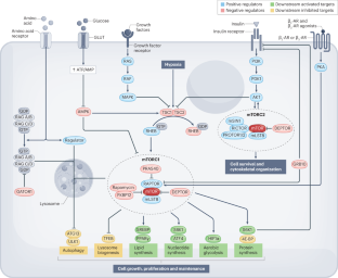 mTORC1 in energy expenditure: consequences for obesity