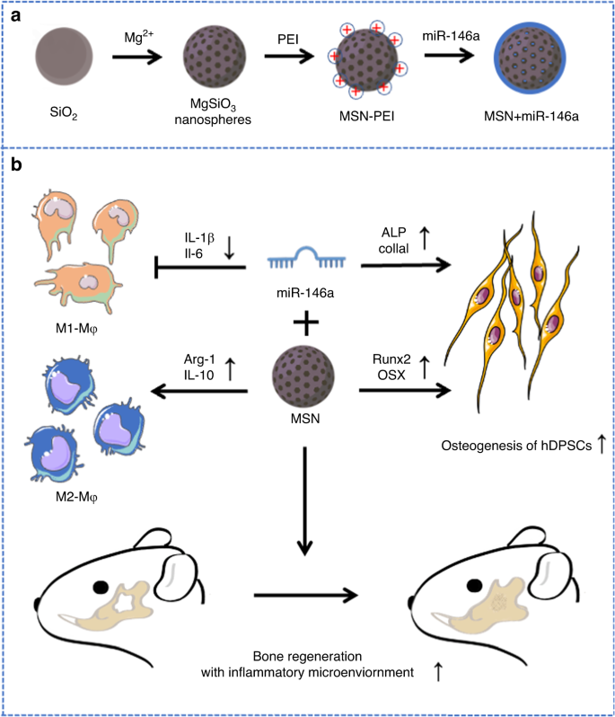 MicroRNA-146a-loaded magnesium silicate nanospheres promote bone regeneration in an inflammatory microenvironment.