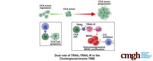 Noncanonical TRAIL Signaling Promotes Myeloid-Derived Suppressor Cell Abundance and Tumor Growth in Cholangiocarcinoma