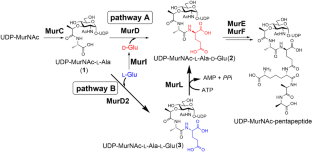 Identification of a new oligomycin derivative as a specific inhibitor of the alternative peptidoglycan biosynthetic pathway