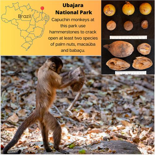 Mapping nut-cracking in a new population of wild capuchin monkeys (Sapajus libidinosus) at Ubajara National Park, Brazil