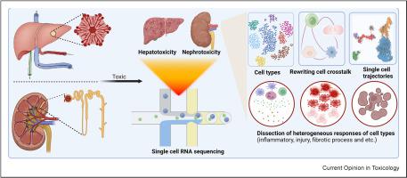 Recent advances of single-cell RNA sequencing in toxicology research: Insight into hepatotoxicity and nephrotoxicity