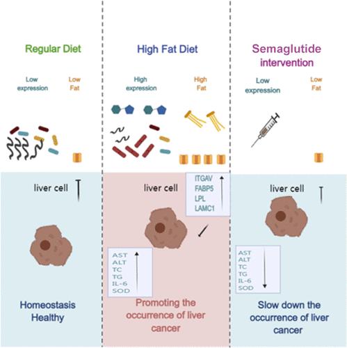 Effect of Semaglutide on High-Fat-Diet-Induced Liver Cancer in Obese Mice