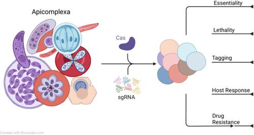 Whole-genome CRISPR screens to understand Apicomplexan-host interactions.