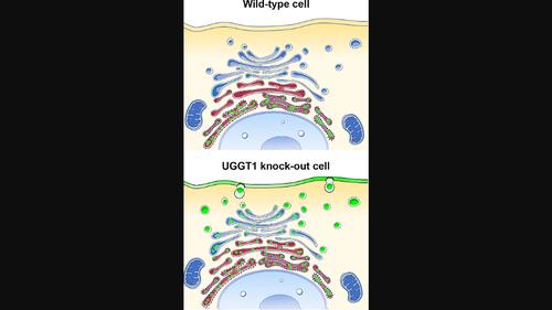 Rescue of secretion of rare-disease-associated misfolded mutant glycoproteins in UGGT1 knock-out mammalian cells