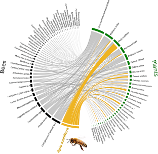 Drivers of flower visit and resource sharing between the honeybee and native bees in Neotropical coastal sand dunes