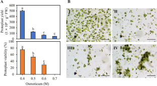 Isolation, culture of Platycodon grandiflorus protoplasts: factors affecting protoplast yield, cell division, and micro-callus formation