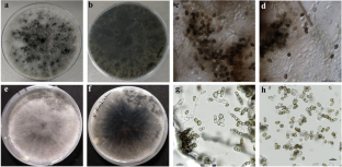 Identification and pathogenicity of Lasiodiplodia and Neoscytalidium species associated with mango (Mangifera indica) dieback disease in Israel