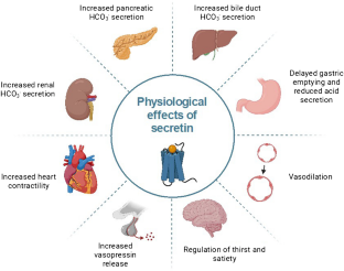 Secretin: a hormone for HCO<sub>3</sub><sup>-</sup> homeostasis.