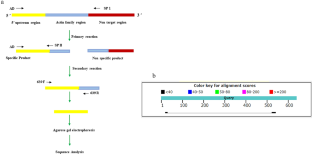 Isolation of actin regulatory region from medicinal plants by thermal asymmetric interlaced PCR (TAIL PCR) and its bioinformatic analysis