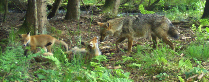 Interspecific social interaction between golden jackal (Canis aureus) and red fox (Vulpes vulpes)