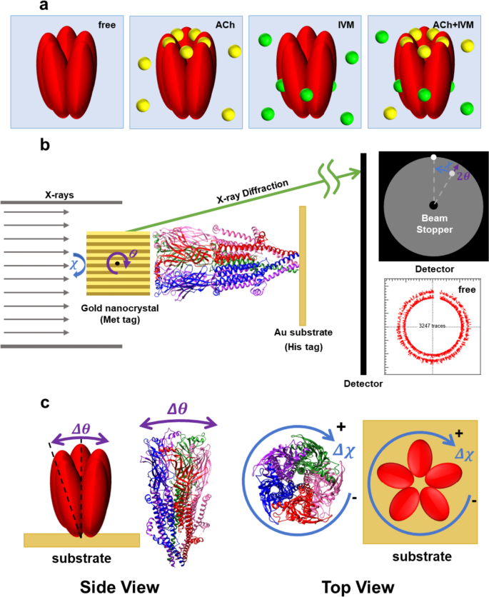 Real-time tilting and twisting motions of ligand-bound states of α7 nicotinic acetylcholine receptor