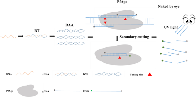 Pyrococcus furiosus Argonaute-mediated porcine epidemic diarrhea virus detection.