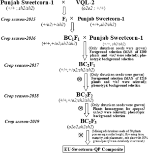 Introgression of opaque2 allele into sweetcorn composite through marker-assisted selection
