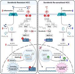 Inhibition of SIRT7 overcomes sorafenib acquired resistance by suppressing ERK1/2 phosphorylation via the DDX3X-mediated NLRP3 inflammasome in hepatocellular carcinoma