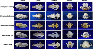 Comparative craniometric analysis between two species of South American canids and domestic dogs