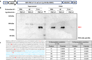 Production of Plant-Based Recombinant Vaccine Against Porcine Deltacoronavirus in the Form of Bacteria-Like Particles Using Lactococcus lactis