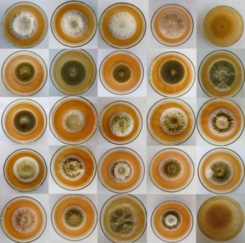 Characterization of Aspergillus section Flavi associated with stored grains.