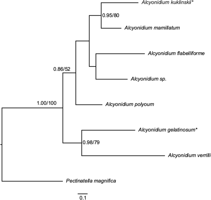 Correction to: Alcyonidium kuklinskii sp. nov., a new species of Antarctic ctenostome bryozoan with a key to all Antarctic species of the genus