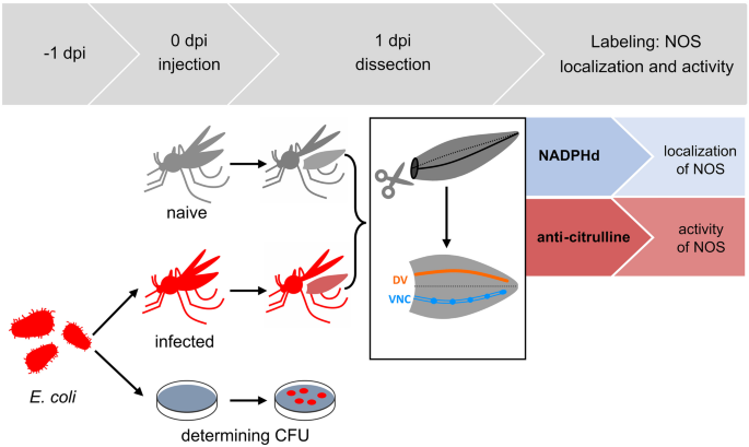 Localization of nitric oxide-producing hemocytes in Aedes and Culex mosquitoes infected with bacteria.