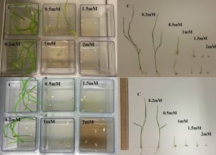 Investigation of Tos17 LTR retrotransposon movements in rice (Oryza sativa L.) under nickel and boron stress