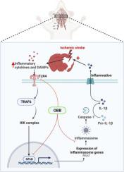 Oxyberberine protects middle cerebral artery occlusion triggered cerebral injury through TLR4/NLRP3 pathway in rats