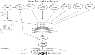 Sensors of Intracellular Nucleic Acids Activating STING-Dependent Production of Interferons in Immunocompetent Cells