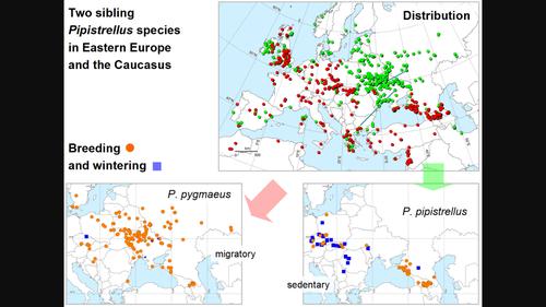 Near or far: revision of distribution, breeding and winter ranges of two sibling Pipistrellus species (Chiroptera, Vespertilionidae) in Eastern Europe and the Caucasus