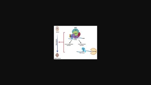 Budding yeast as an ideal model for elucidating the role of N<sup>6</sup>-methyladenosine in regulating gene expression.