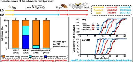 Significance of the clock gene period in photoperiodism in larval development and production of diapause eggs in the silkworm Bombyx mori