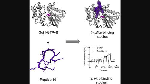 Design, synthesis, and analysis of macrobicyclic peptides for targeting the Gαi protein