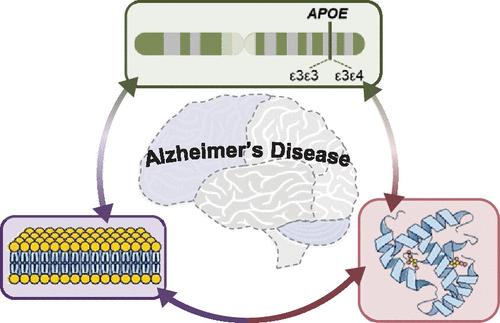 Deciphering ApoE Genotype-Driven Proteomic and Lipidomic Alterations in Alzheimer's Disease Across Distinct Brain Regions.