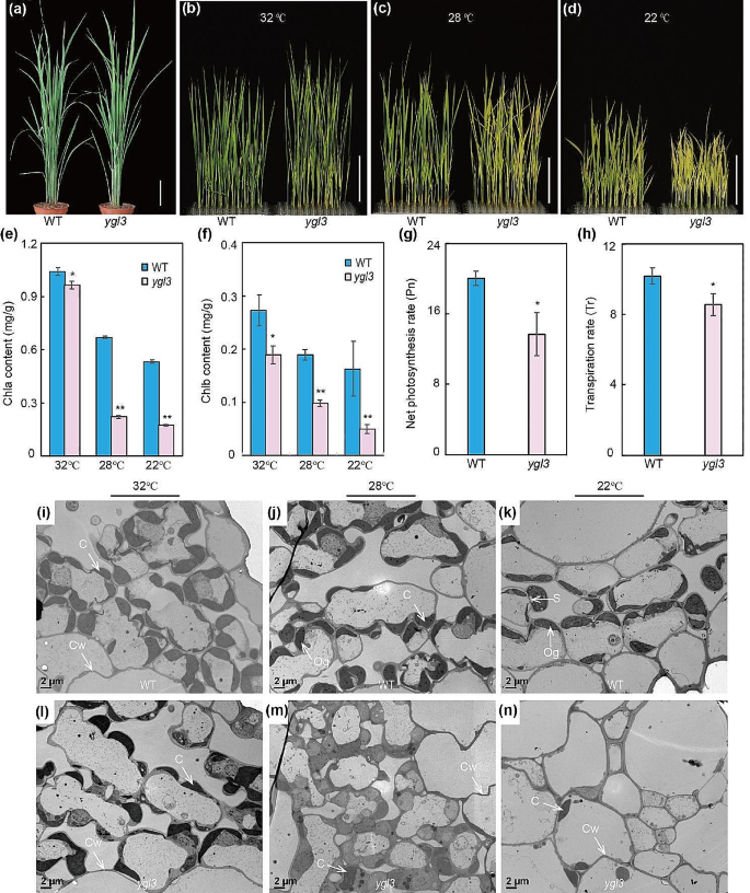 YGL3 Encoding an IPP and DMAPP Synthase Interacts with OsPIL11 to Regulate Chloroplast Development in Rice.