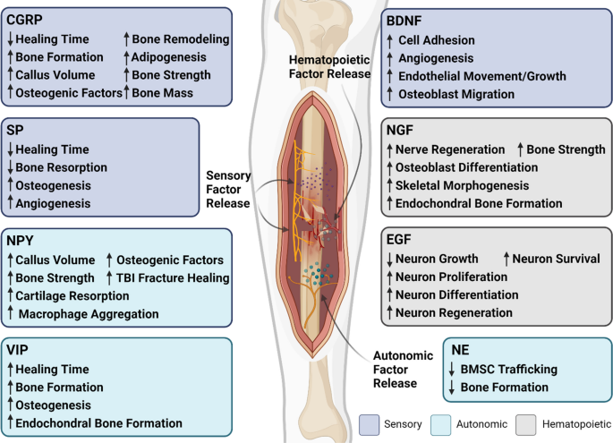 Role of the Neurologic System in Fracture Healing: An Extensive Review.