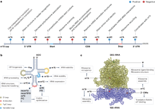 RNA modification-mediated mRNA translation regulation in liver cancer: mechanisms and clinical perspectives